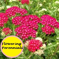 Flowering Perennials