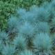 Grasses