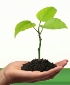 Irish Plants Direct
