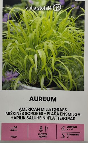 American Milletgrass I Aureum Milium effusum Perennial Shade Grass ...