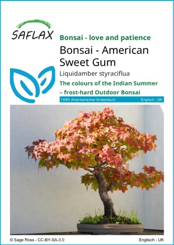 bonsai korea Korean Hornbeam Bonsai Tree