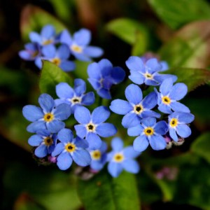 Forget Me Not Blue Seeds