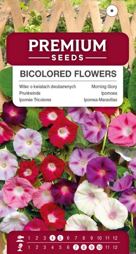 Bicolored Morning Glory Bicolored Flowers Seeds - Irish Plants Direct