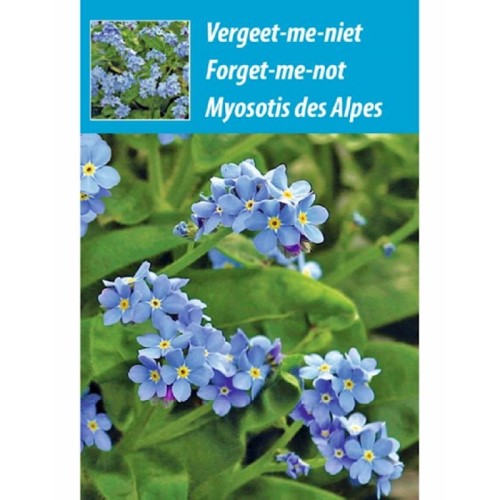 Pocket Pack Forget Me Not Seeds Irish Plants Direct