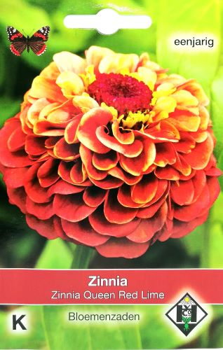 Zinnia Queeny Red Lime Seed - Irish Plants Direct